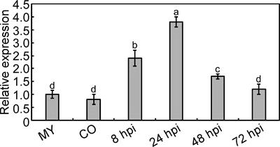 Pyridoxine biosynthesis protein MoPdx1 affects the development and pathogenicity of Magnaporthe oryzae